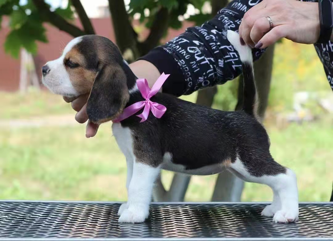 寵物犬養殖唱出售 比格犬