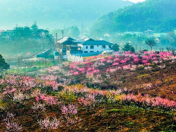 来南京浦口响堂村,桃花正开放