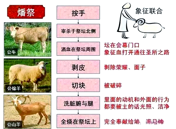 燔祭的献祭条例详解