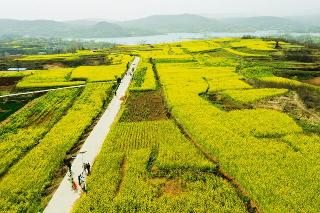 油菜花开引客来