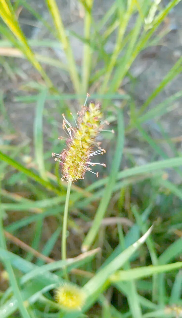 狼尾草与狗尾草的独特魅力:从田间杂草到艺术灵感