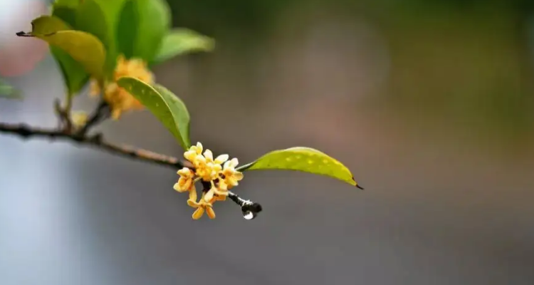 咏桂花 的 诗词