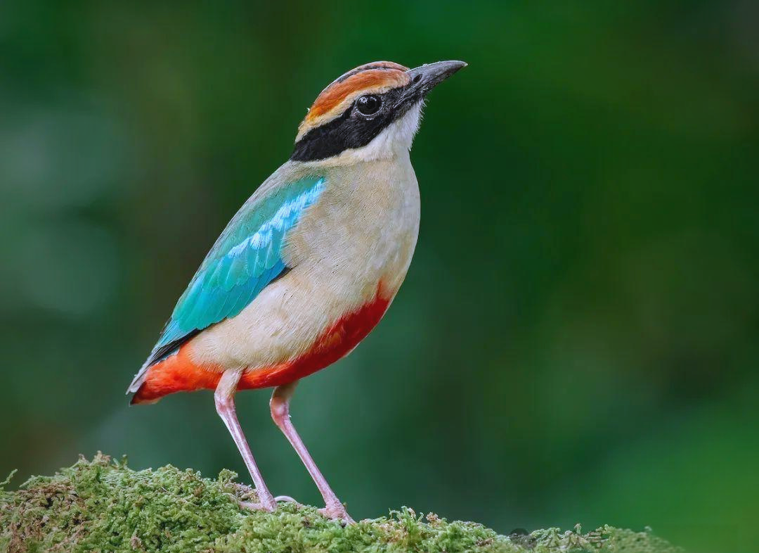 中国众多珍稀且美丽的鸟类品种