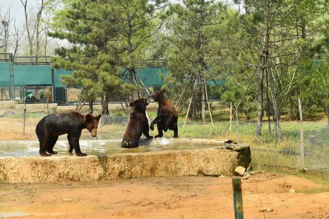 张家口动物园图片