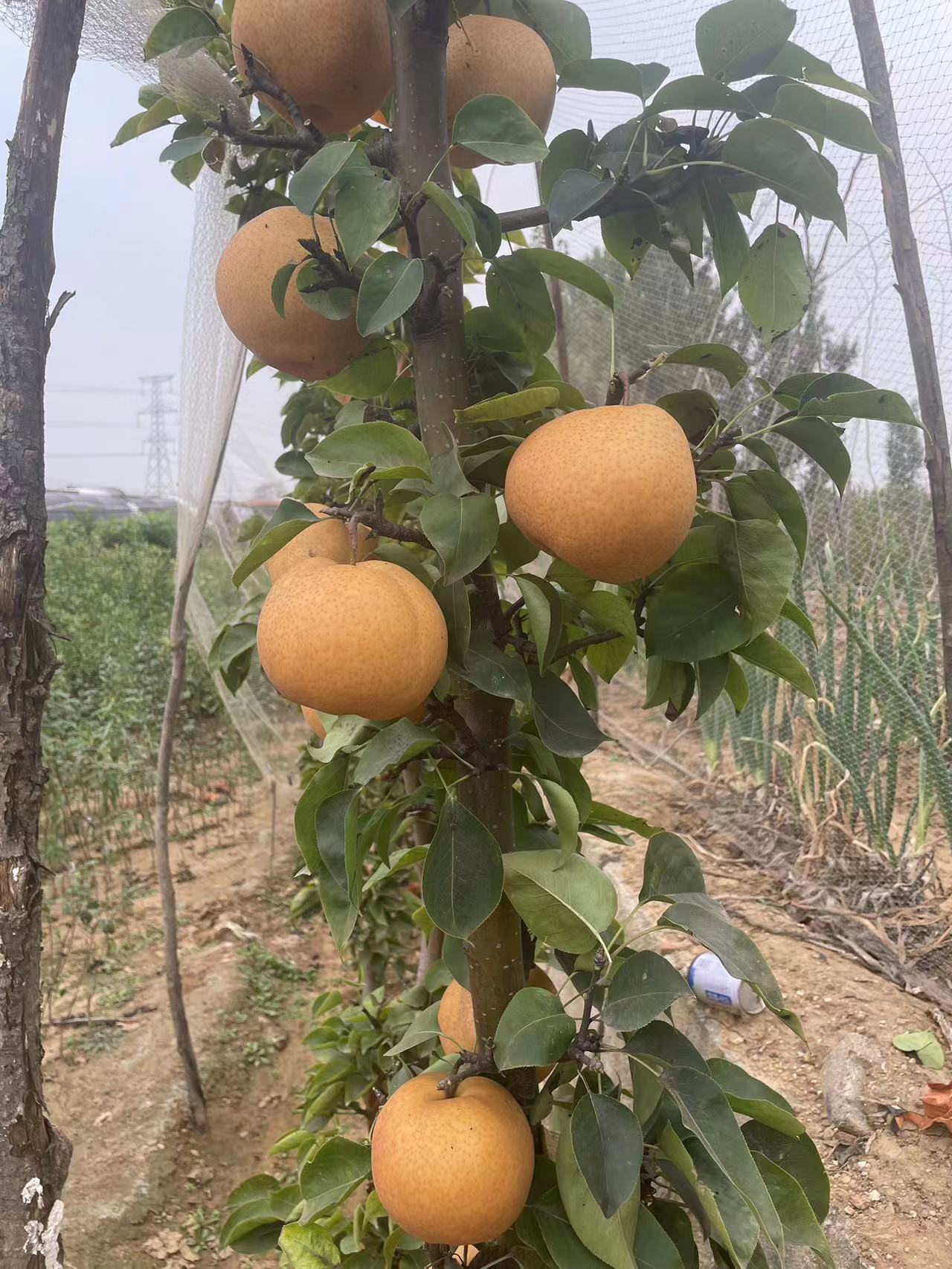 柱状梨树苗品种介绍,主干形结果的蜜梨