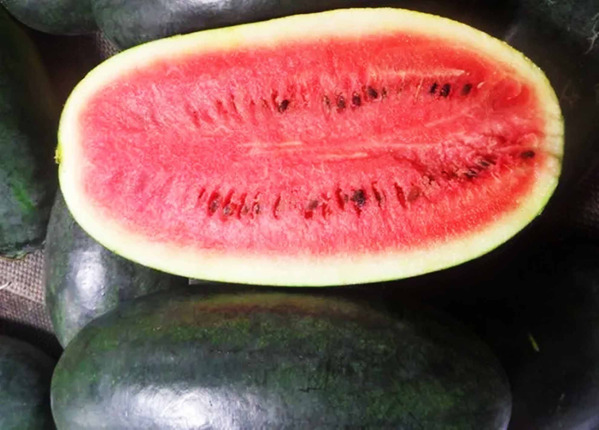 曾经风靡全国的黑皮大西瓜,单个重量高达40斤,为何现在却少见了