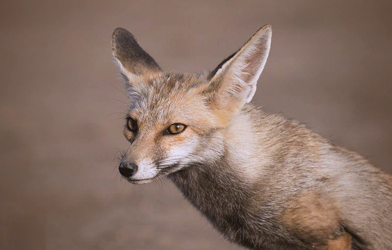 沙漠狐:小卡奇盐沼的智慧生存者