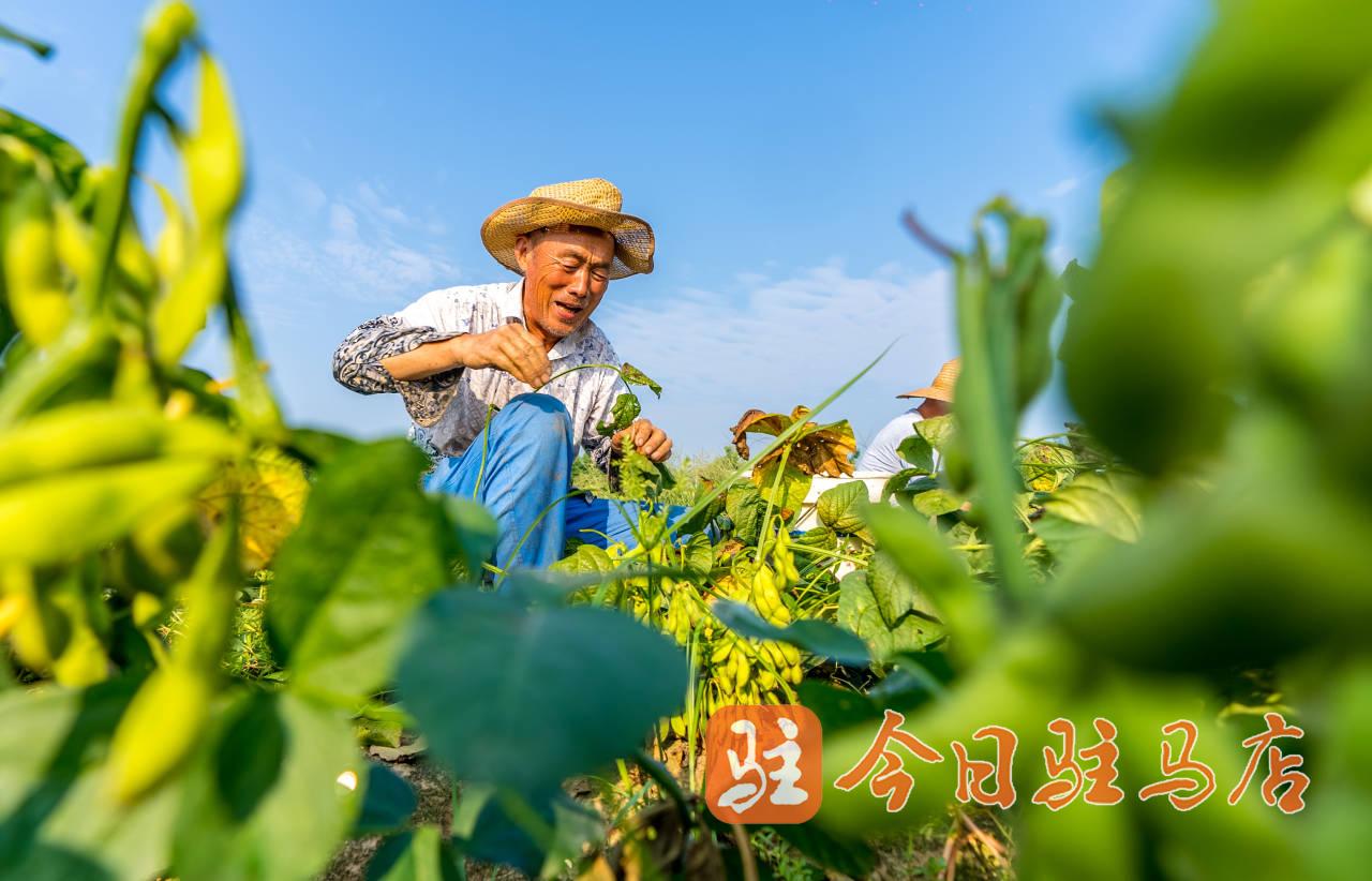 西平:毛豆采摘忙