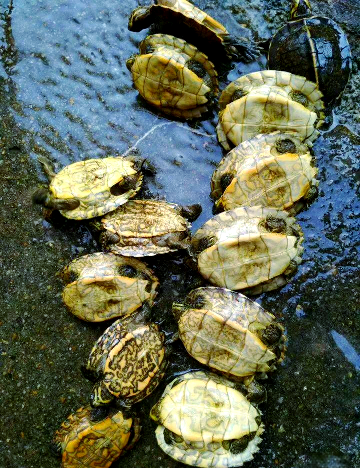 庙龟的饲养挑战:如何在北方成功培育?