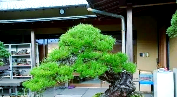 松树造型盆景