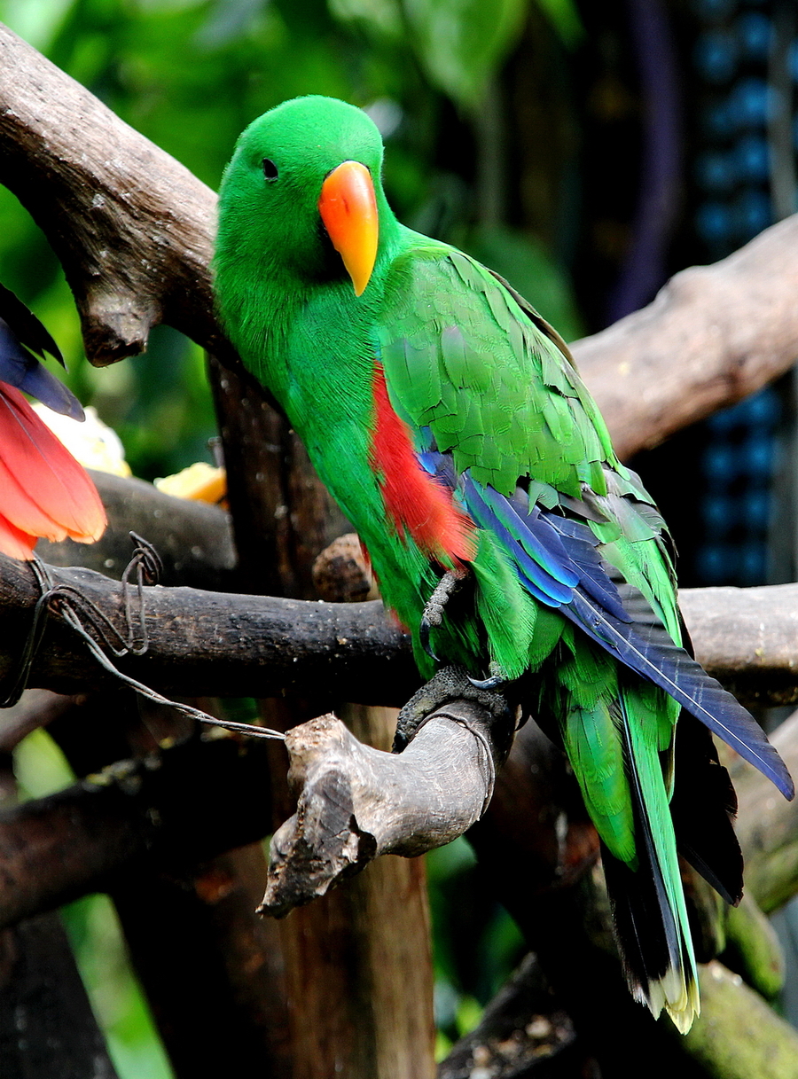 鹦鹉的寿命有多久?鹦鹉的生长习性