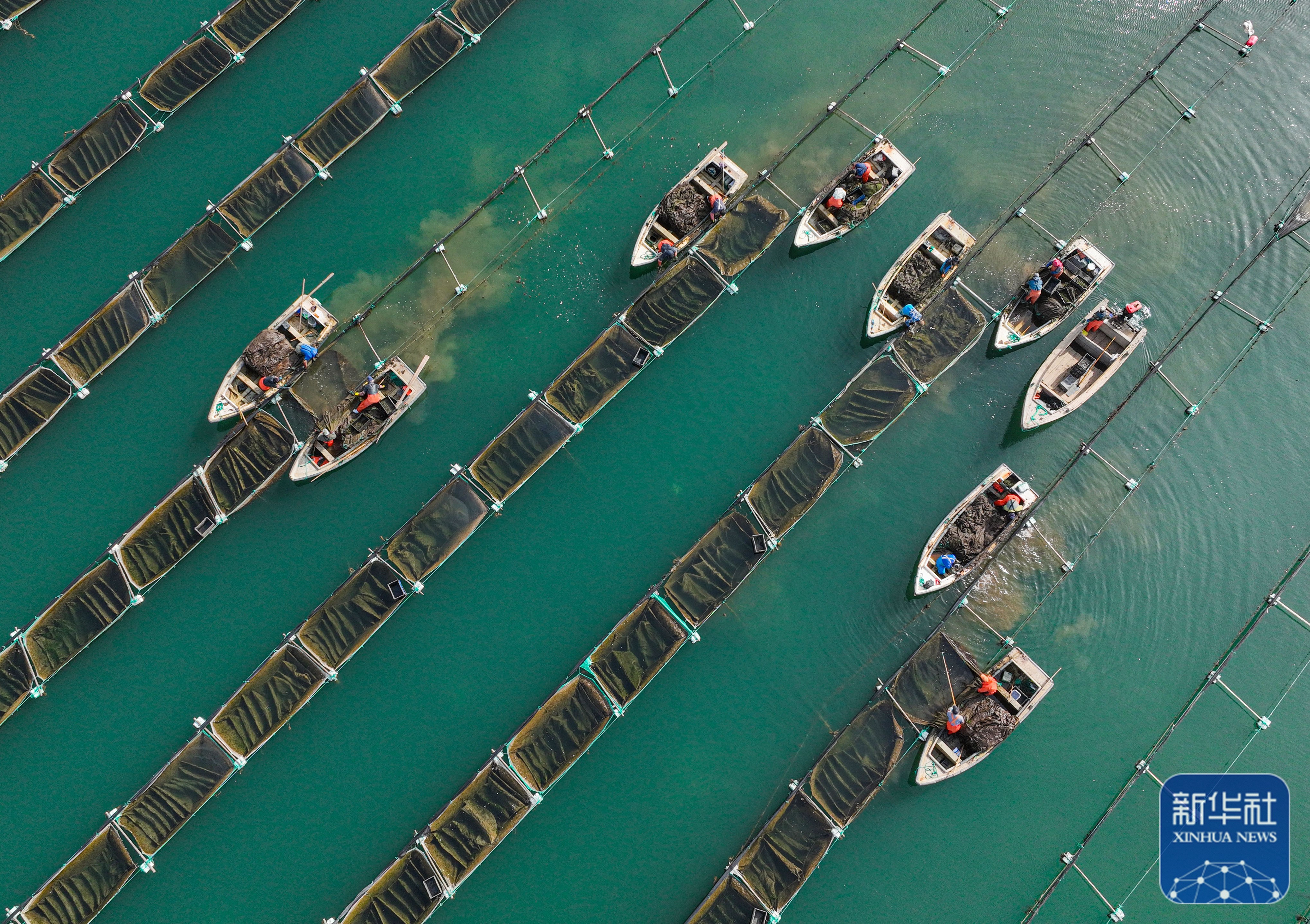 成品海参苗收获忙