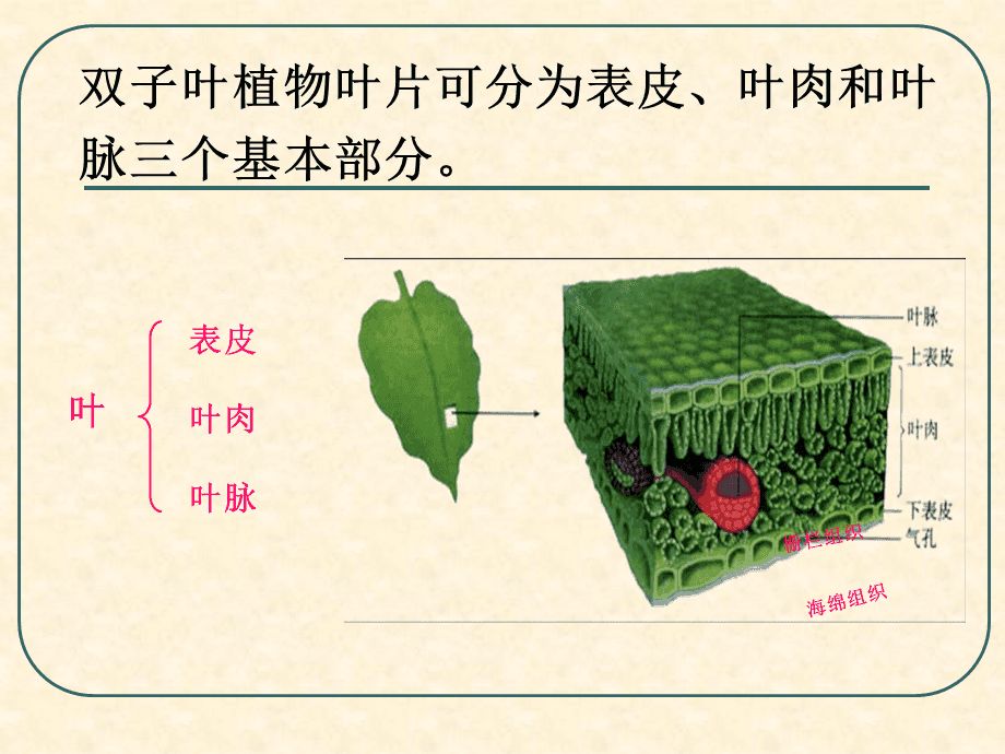 雙子葉植物莖的次生結構