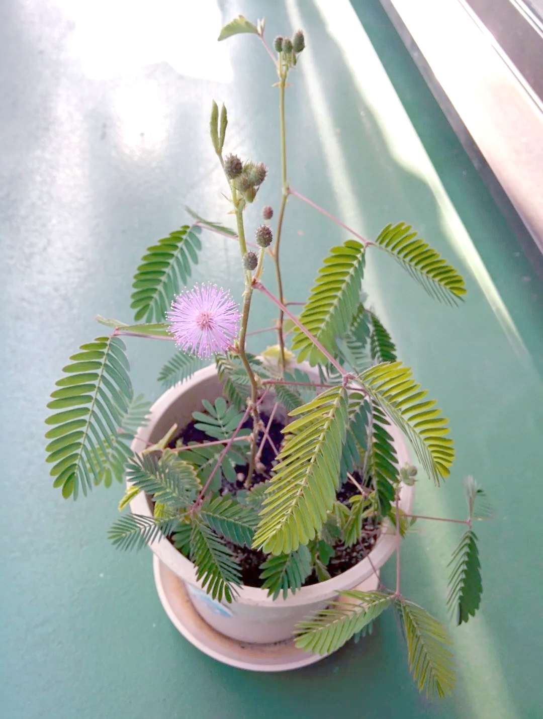 含羞草的魅力:从南美野草到观赏植物的进化之路