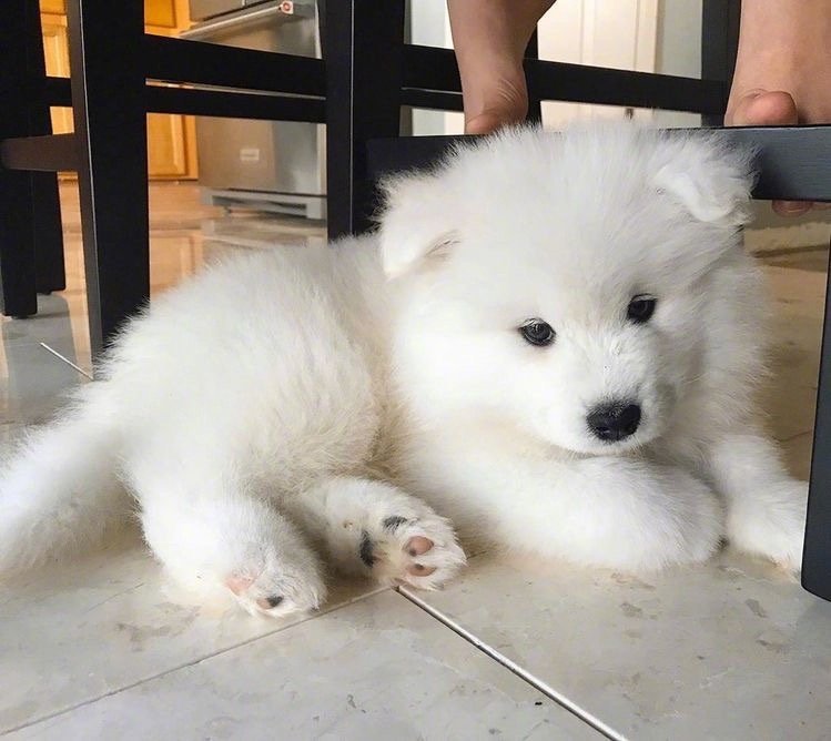 头像|紫色花朵头像 紫色柔顺的桔梗图片 第231期