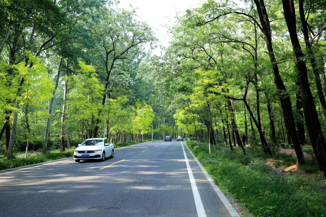 浅夏槐花,百里飘香