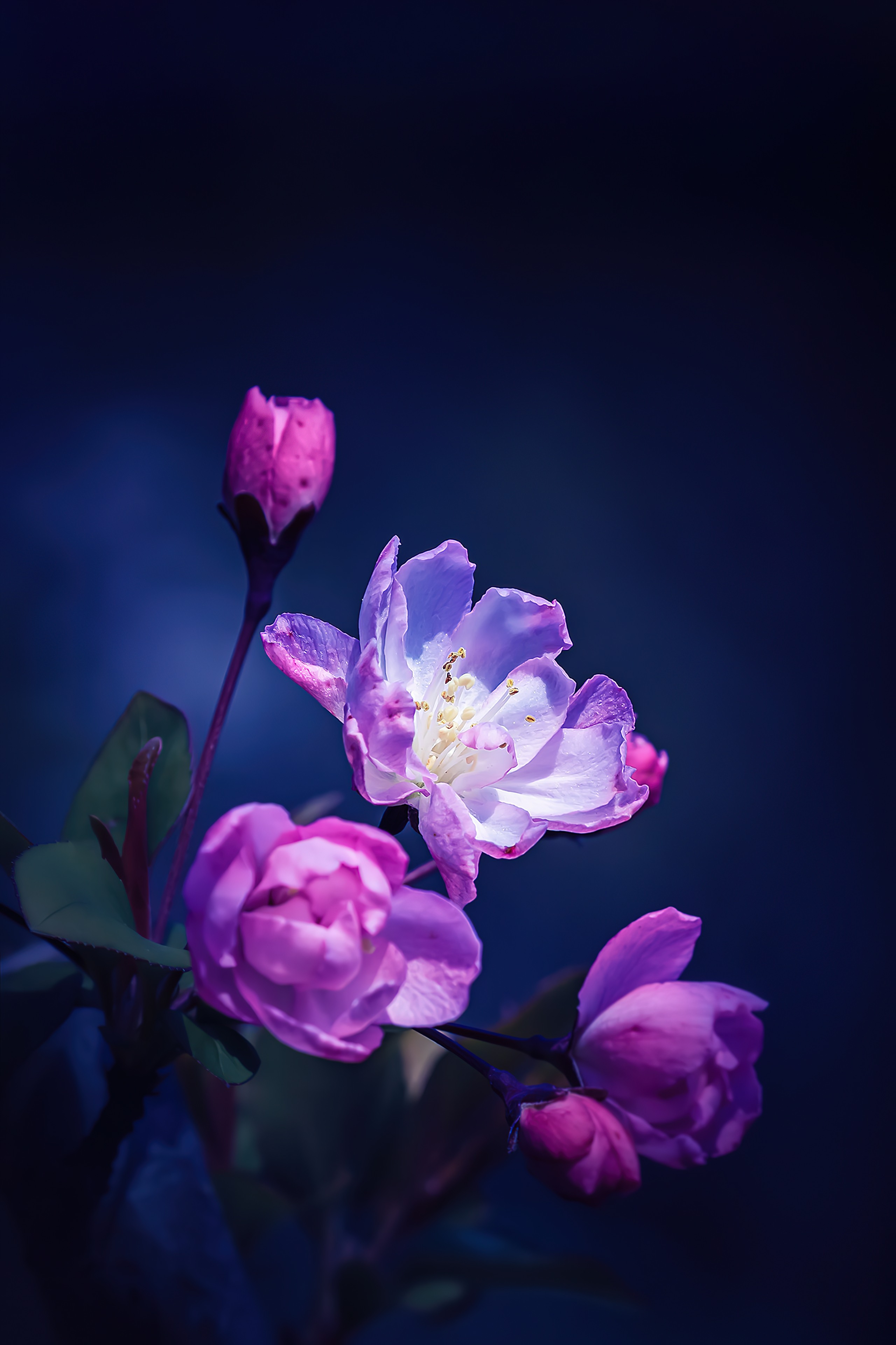 美丽的玫瑰花朵