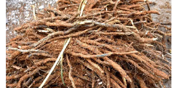 蕨根是什么样的植物