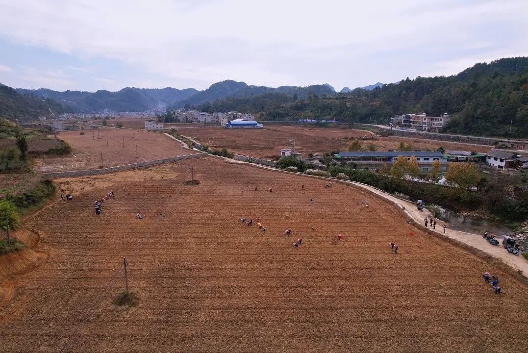 紫云县坝羊镇:栽种优质杂交油菜 实现"一种双收"