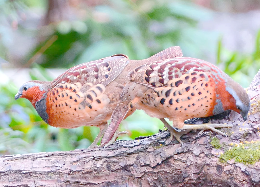 竹鸡为什么只叫不进套