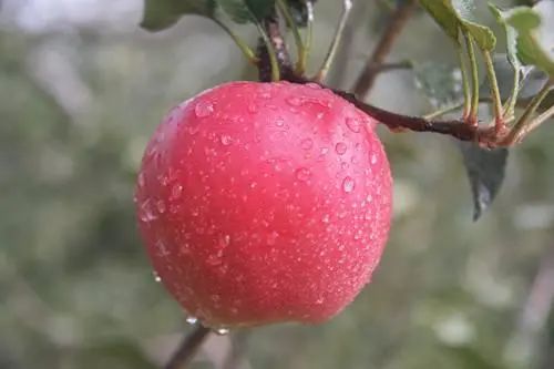 消费促发展|来自北纬37度的洛川苹果