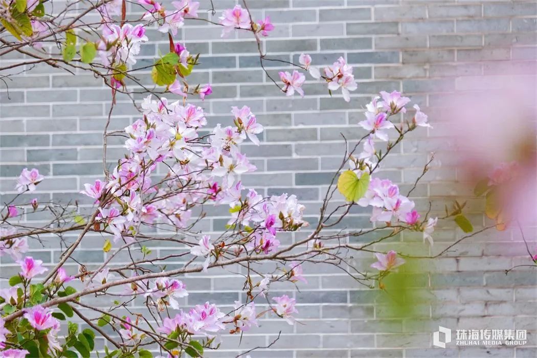 珠海繁花浪漫上映