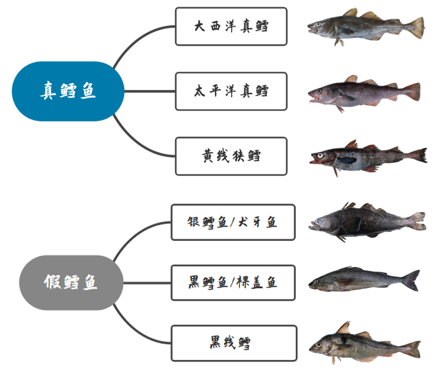 鳕鱼和银鳕鱼的区别图片