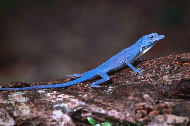 蓝安乐蜥,学名anolis gorgonae,是当前唯一已知的纯蓝蜥蜴品种