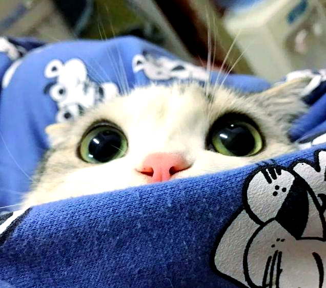 在现实生活中,众多爱猫人士纷纷涌现,尽管他们的猫咪可能并不像泡芙猫