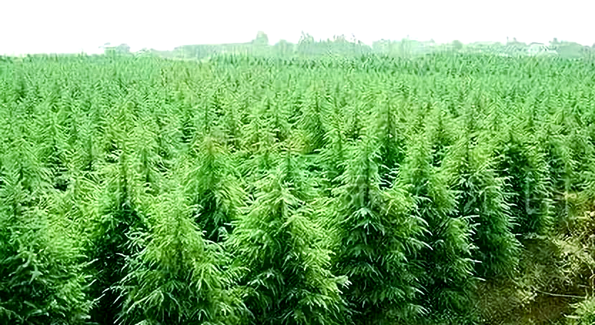 绿化苗木种植基地有哪些