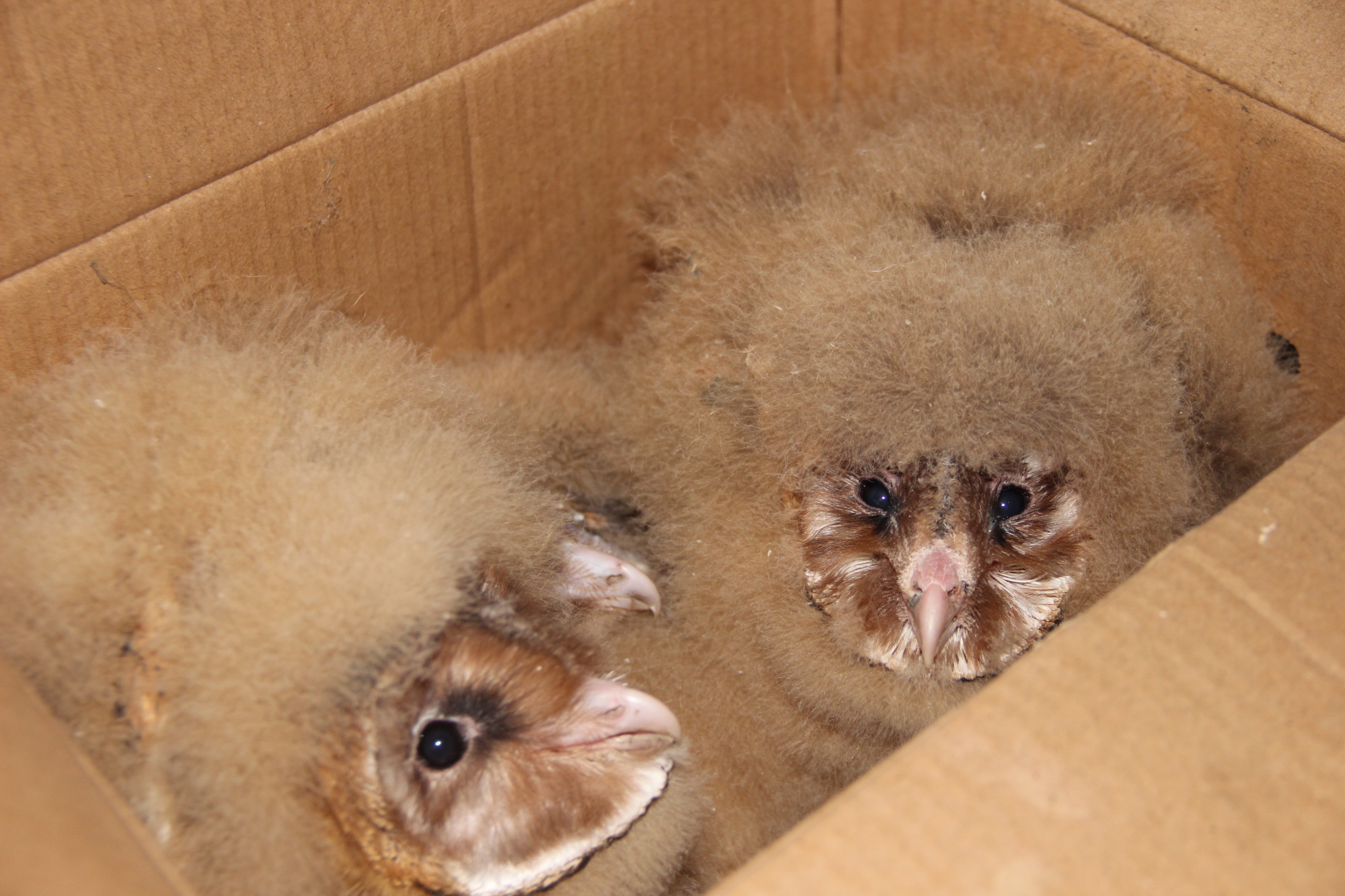 温江市民误拾三只雏鸟 为国家二级保护动物猴面鹰