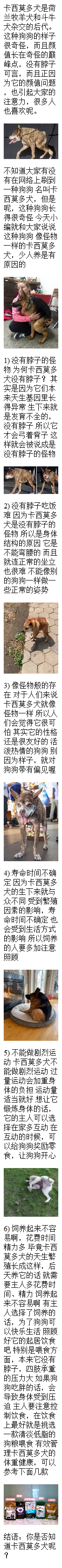 像怪物一样的"卡西莫多犬",少人养是有原因的