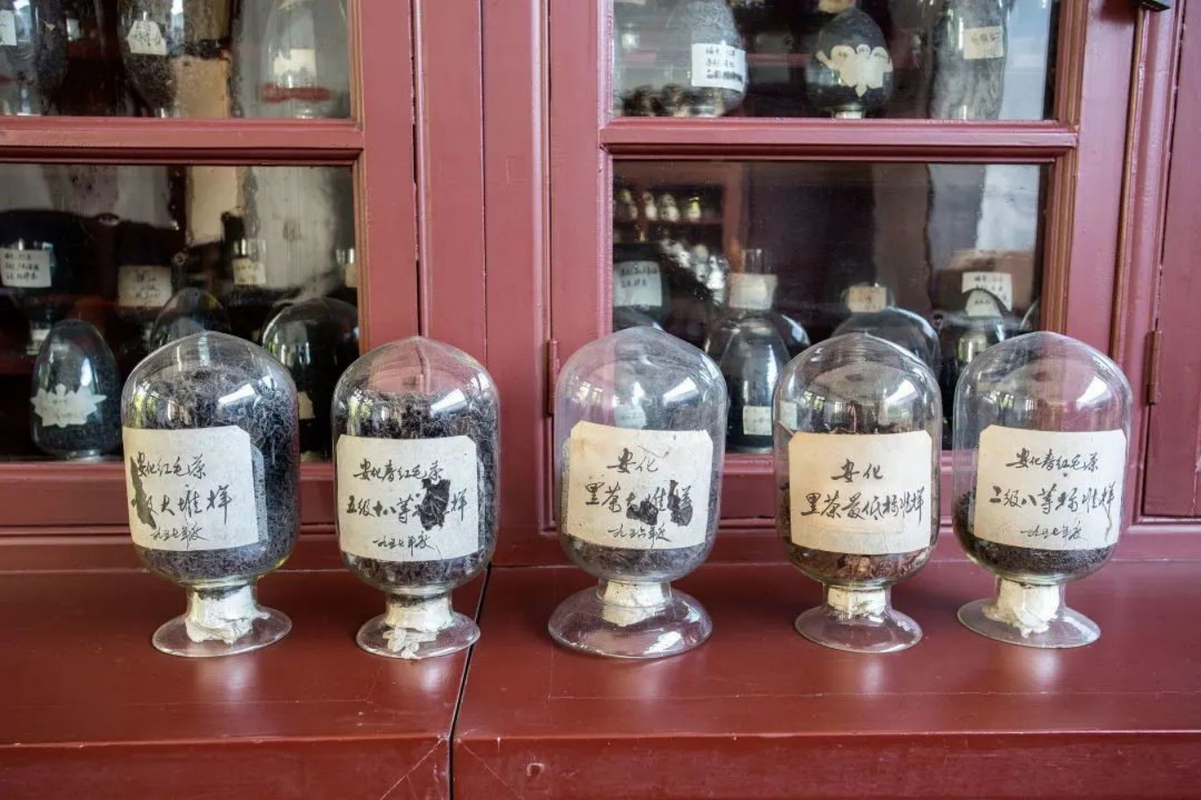 电影《周立波》在益阳开机,中茶黑茶作为官方指定伴手礼亮相