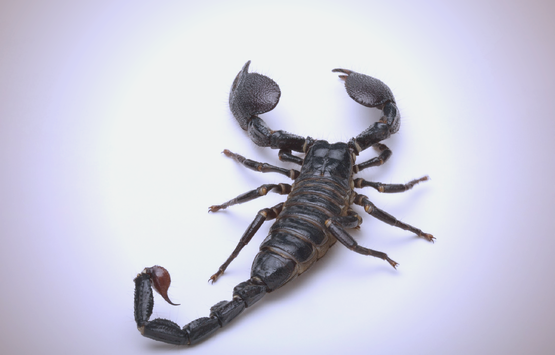 毒蝎子与美味蝎子:了解蝎子界的生存真相