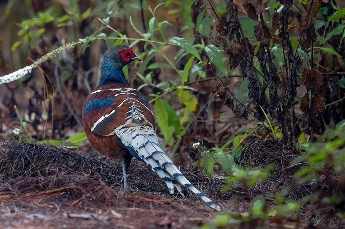 云南无量山发现哑巴鸡带娃觅食,撞见人敢跳起来对峙,让雏鸡先逃