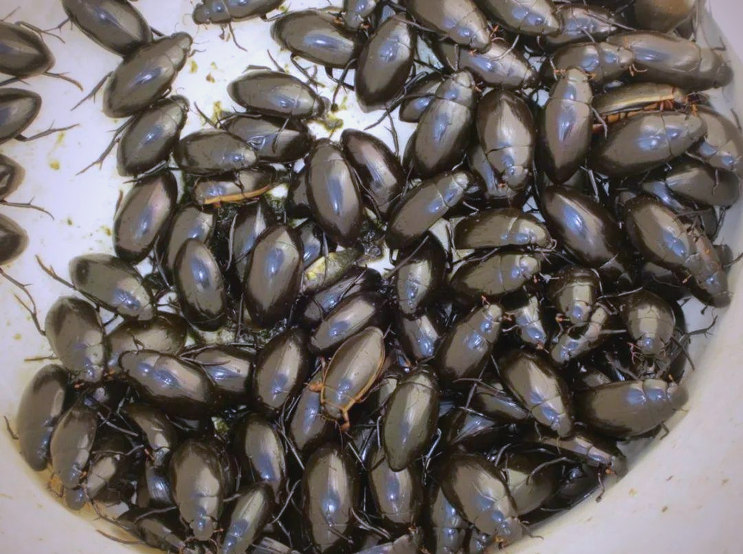 农村水塘中的独特昆虫