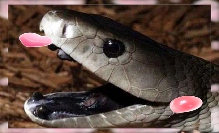 黑曼巴蛇:毒性极强且攻击性极高的毒蛇种类