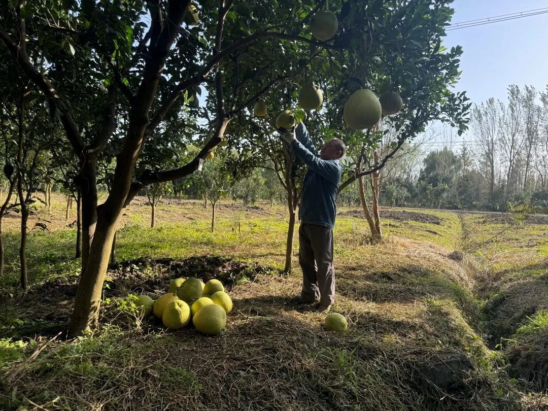 "柚"惑来袭!青浦红柚园迎来丰收季