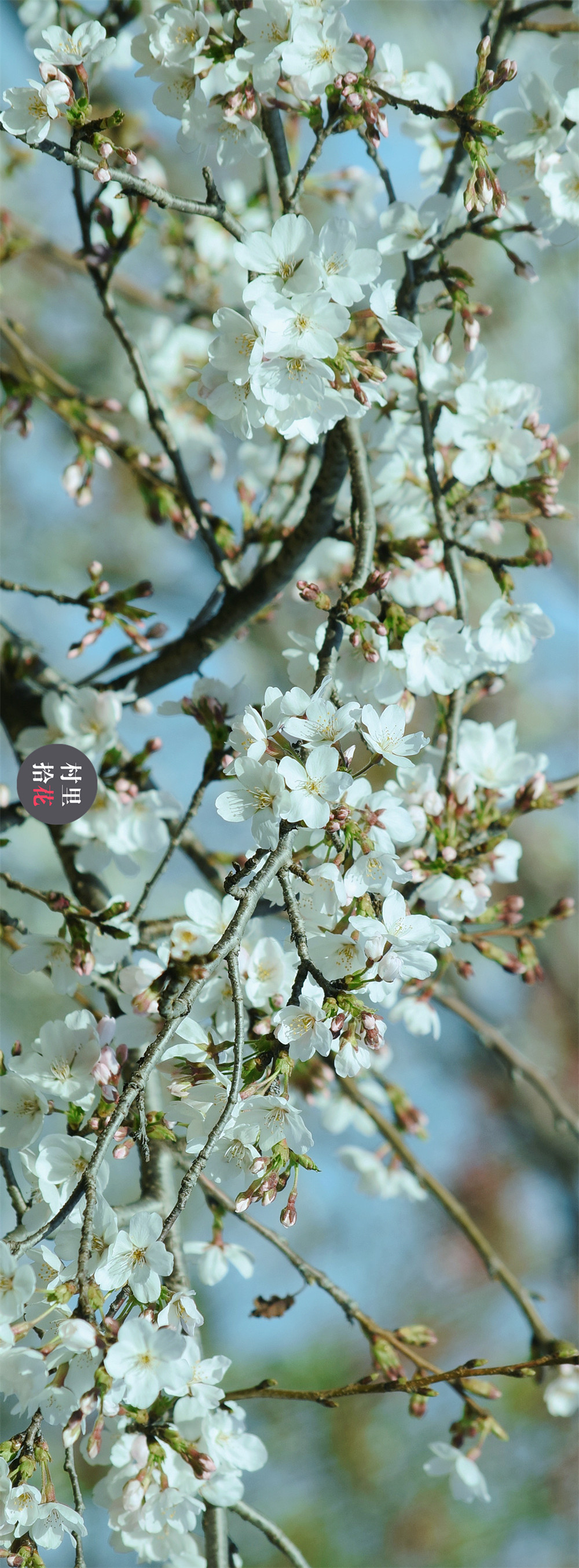 一大波染井吉野樱花正在袭来,上几张壁纸