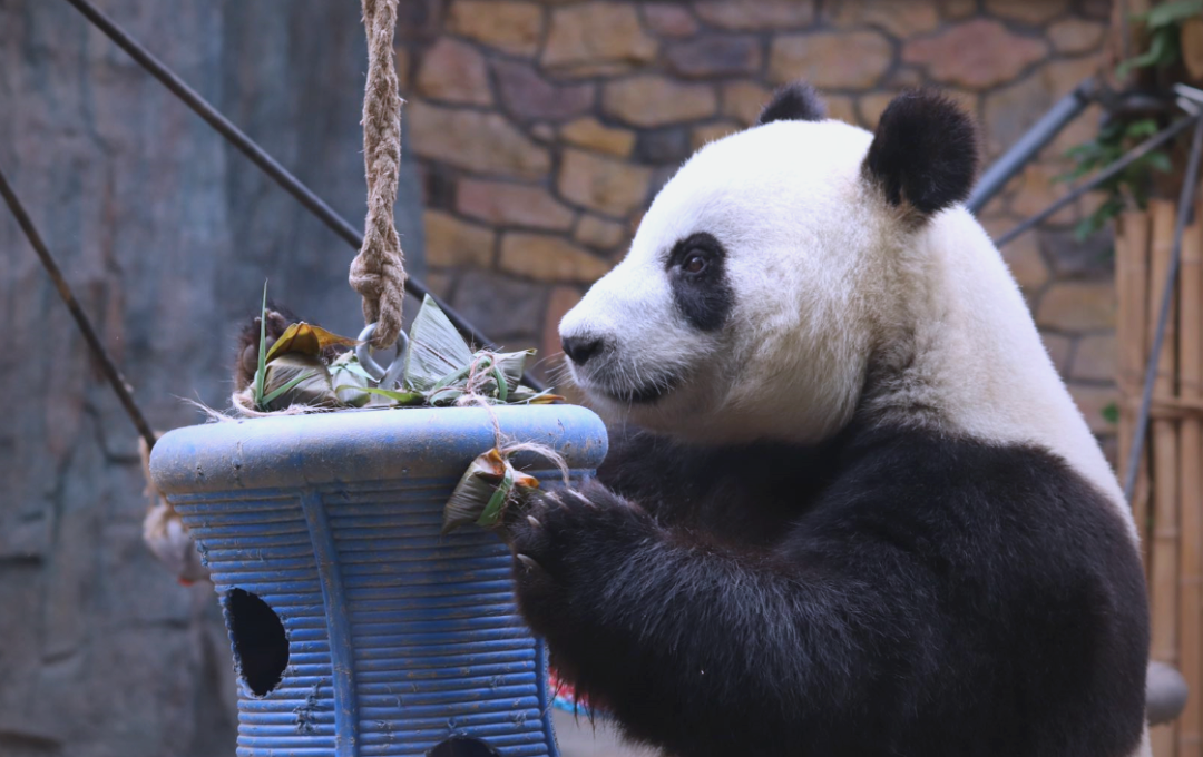 探秘保定市爱保野生动物世界:大熊猫及其他珍稀动物的家园