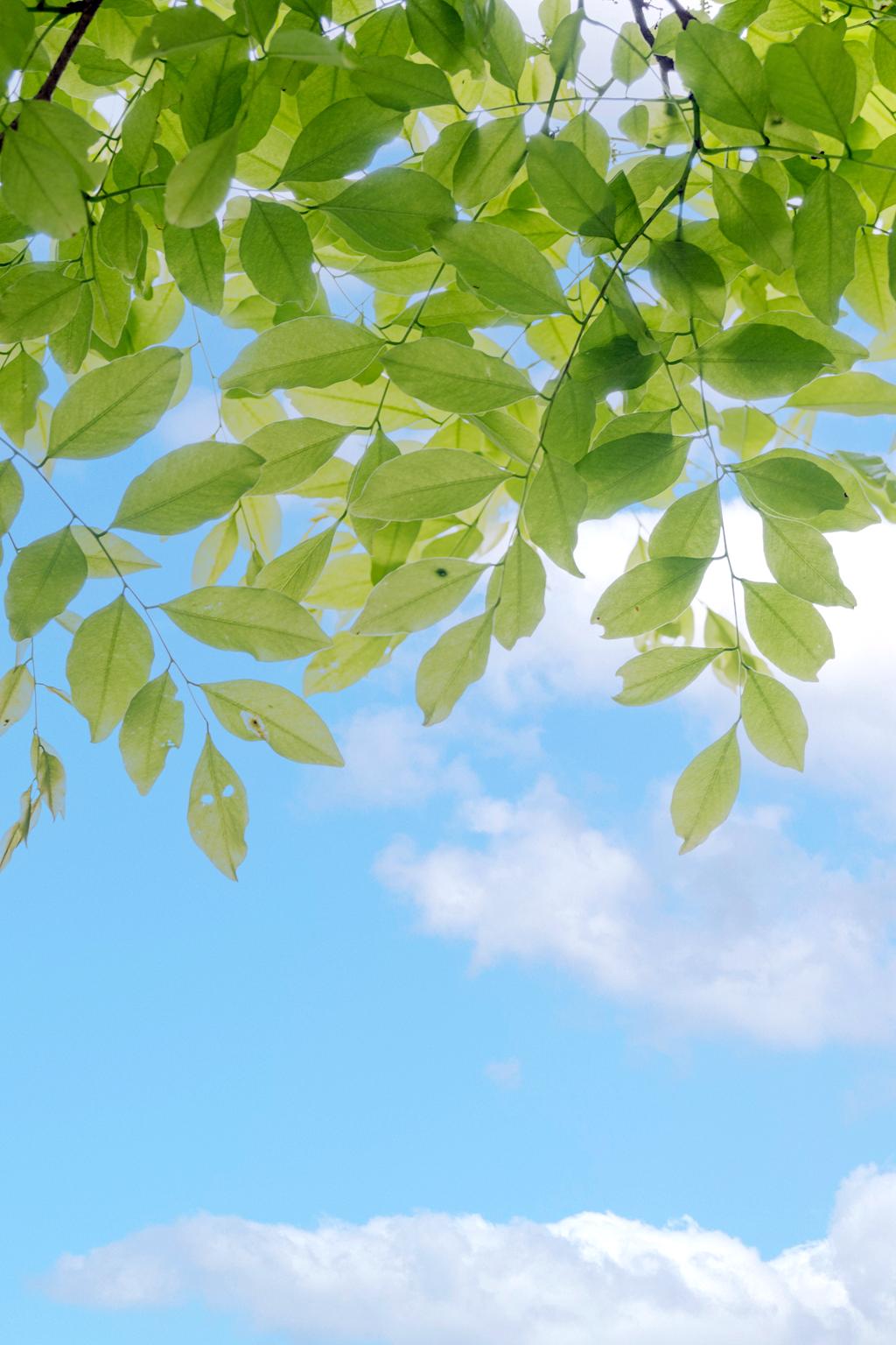 夏至限定!期末复习辛苦了,换张护眼壁纸吧!