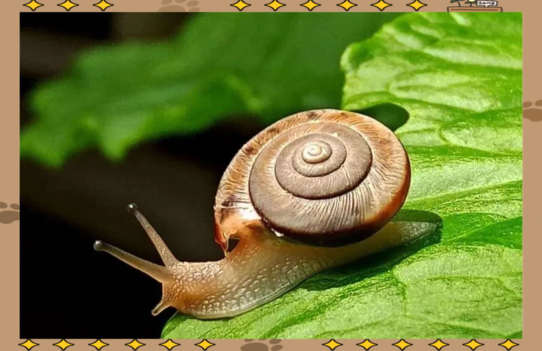 雨季来袭,警惕这种大蜗牛!接触可能引发脑炎!