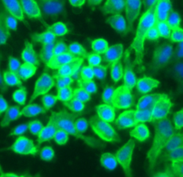 常用的细胞膜探针(did,dir,dil,dio)