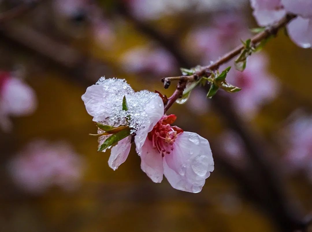 四月春雪,巴彦淖尔令人惊艳(附雨雪天气信息通报)
