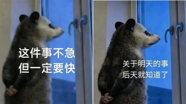 窗前背手的负鼠表情包火了！专家回应：它真不是老鼠