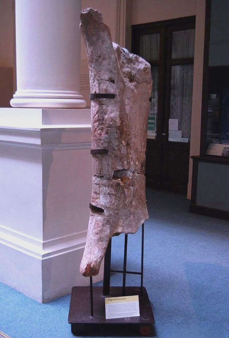 阿根廷龙:1亿年前的巨型恐龙,体型巨大,植食性