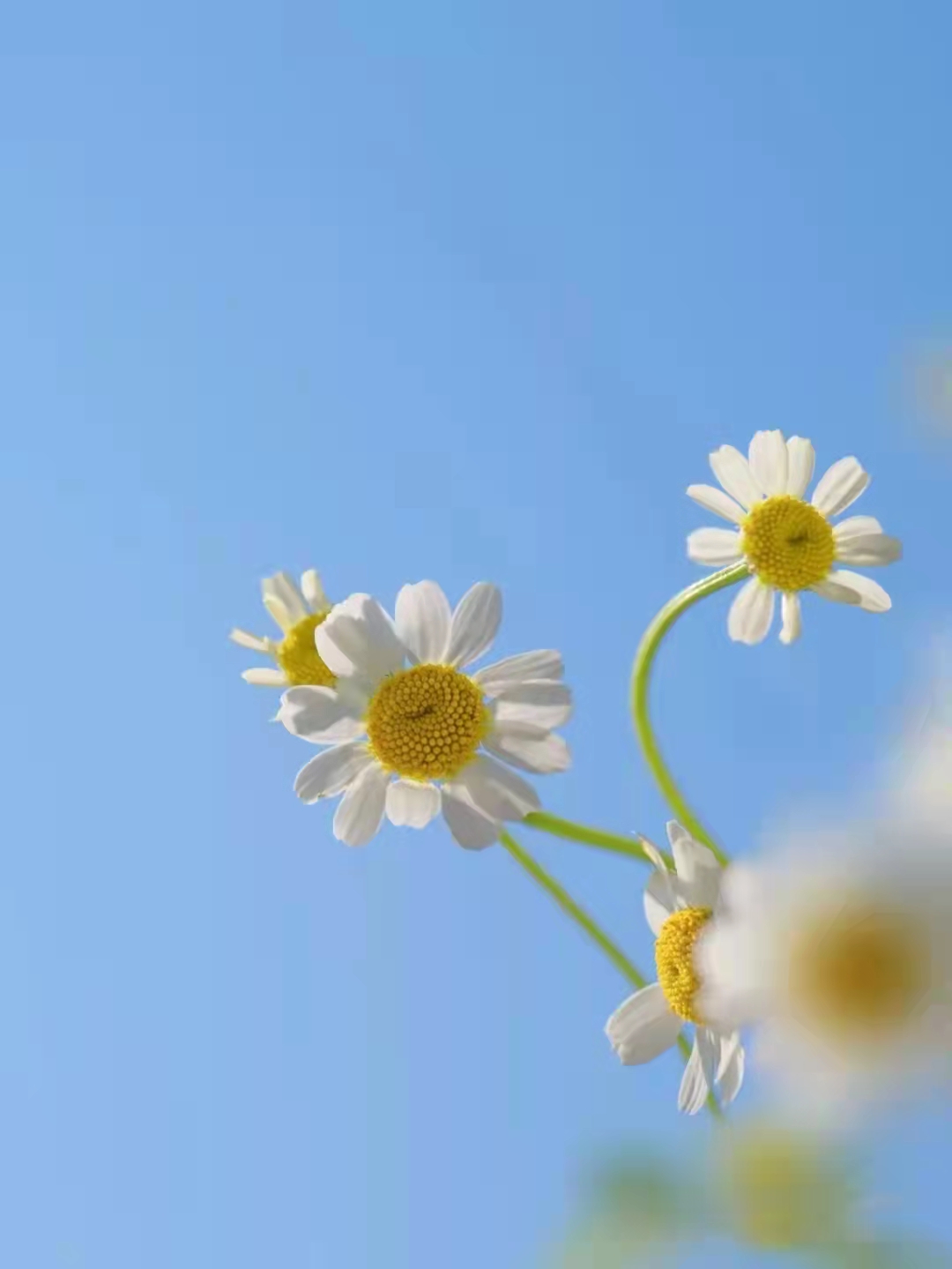 朋友圈正能量早安句子,干净阳光,励志满满