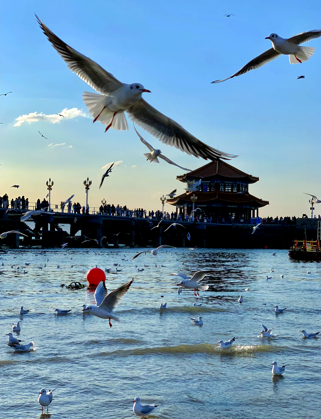 青岛栈桥探秘:海滨美景与海鸥互动,美到心醉!