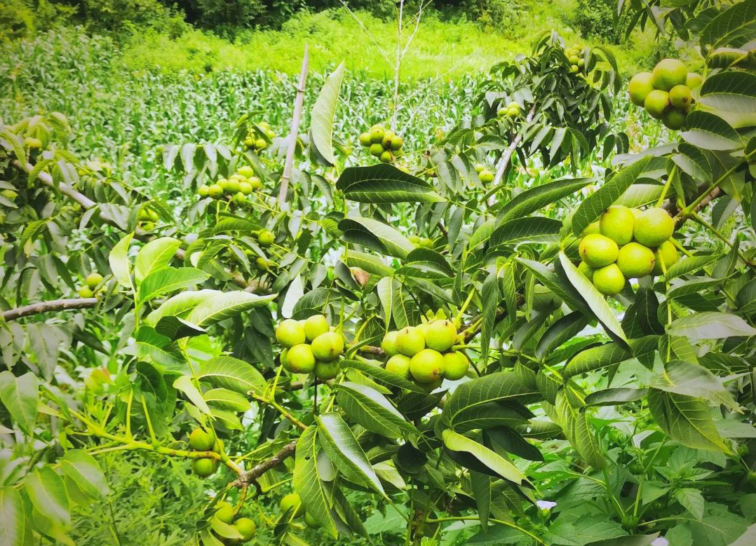 赫章县核桃丰收,果农喜悦之情溢于言表