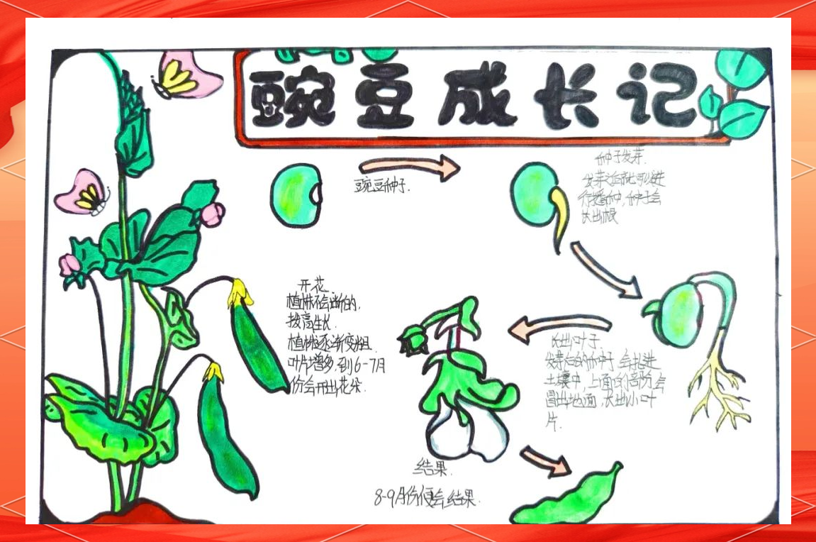 探秘豆芽:药食同源的健康宝藏